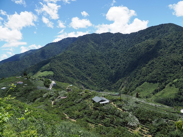南投霧社以上的高山地區，近20年來已遭過度開發，成為茶園與蔬果園。不過原本的森林區仍有原住民部落依山生活。