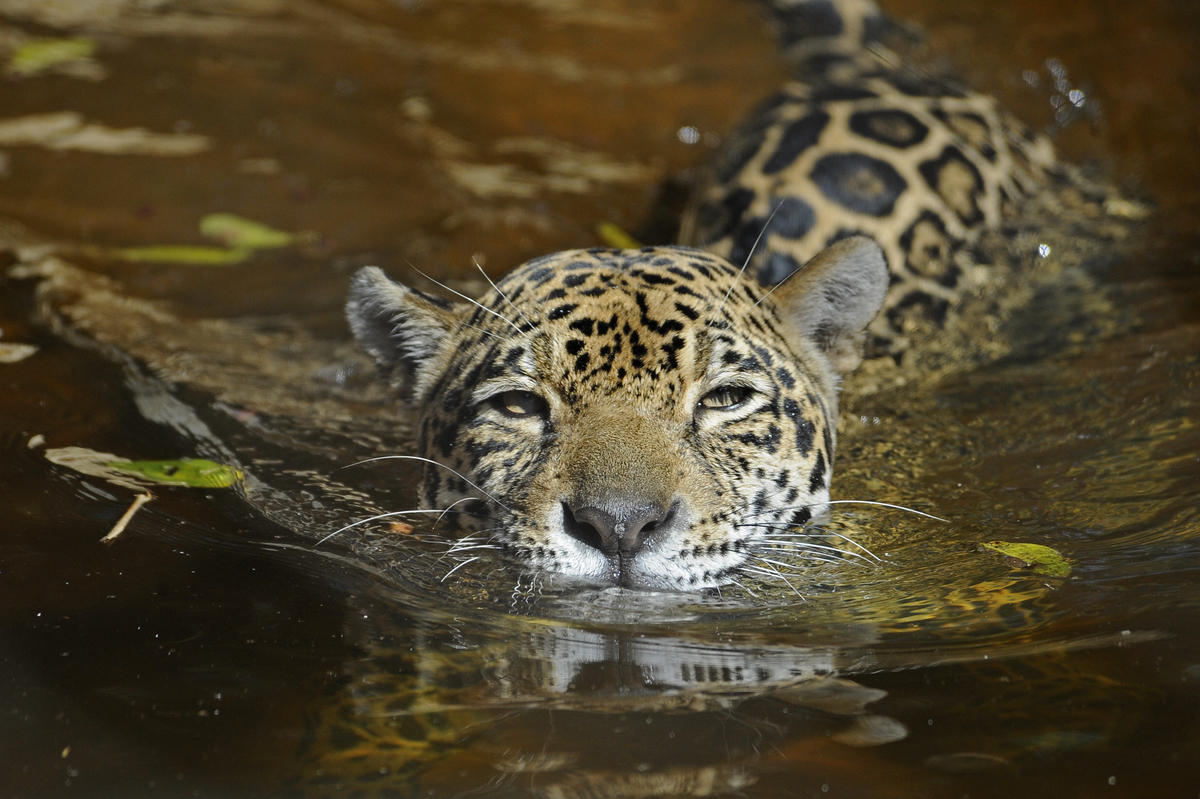 美洲豹（Jaguar，Panthera onca）一度遍佈美洲，20世紀初期還見於美國大峽谷區，現僅存不到2,000隻，其中6%體色是黑的。仍存在美洲豹的國家包括美國、墨西哥、貝里斯、瓜地馬拉、宏都拉斯、尼加拉瓜、哥斯大黎加、巴拿馬、委內瑞拉、蓋亞納、蘇利南、法屬圭亞納、巴西、哥倫比亞、厄瓜多爾、秘魯、玻利維亞、巴拉圭、阿根廷。在薩爾瓦多、烏拉圭已滅絕。