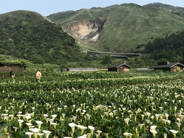 陽明山國家公園是少數位於首都的火山型國家公園。