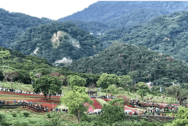 北投社三層崎公園可欣賞一串紅、四季海棠、銀葉菊等多層次花海，花期只到二月底。