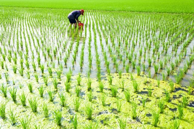 農村生活或許無法賺取高額收入，但可以讓你獲得多元價值。