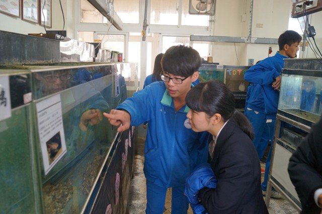 水產養殖科學生向日本愛媛縣訪問團介紹其養殖缸。