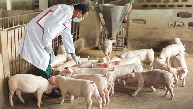 台灣豬肉終於在今年拔針，是整個產業鏈歸零再出發的「新起點」。