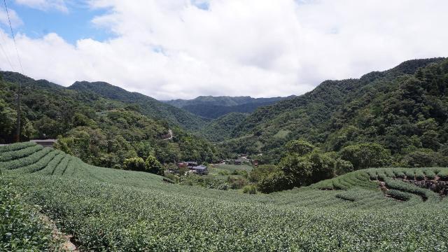 新北市政府與「蚯蚓文化」公司合作打造的「茶之路」，打破觀光凝視的想像，以歷史與文化的角度出發，從茶葉的種植、加工、運輸等概念規劃出一條路徑。
