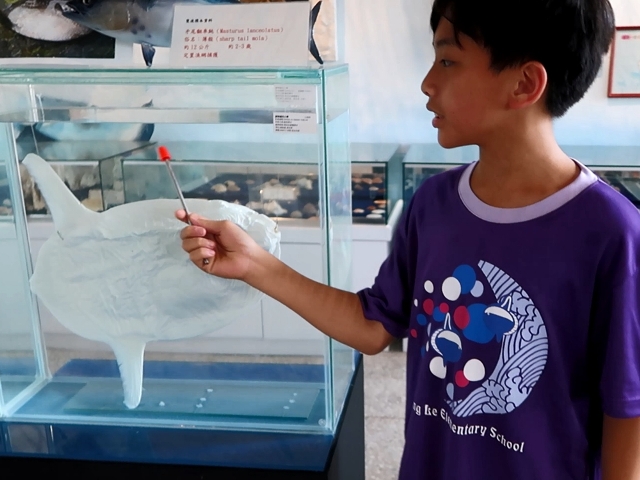 學童介紹曼波魚標本，即使面對各種提問，也都能充滿信心地回答。