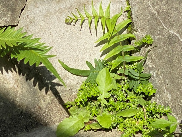 只要有孔隙、有水、有陽光，植物的生命永遠可在艱困環境中找到出路。
