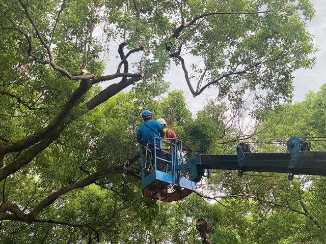 每到颱風季前，修剪樹木就成為公部門重要的防颱「工程」之一，但這些行道樹在施工作業下，卻很少被仔細呵護。