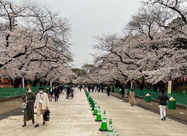 東京的櫻花滿開了，但在進入預防新型冠狀病毒時代，賞櫻的方式也出現了不小的改變。