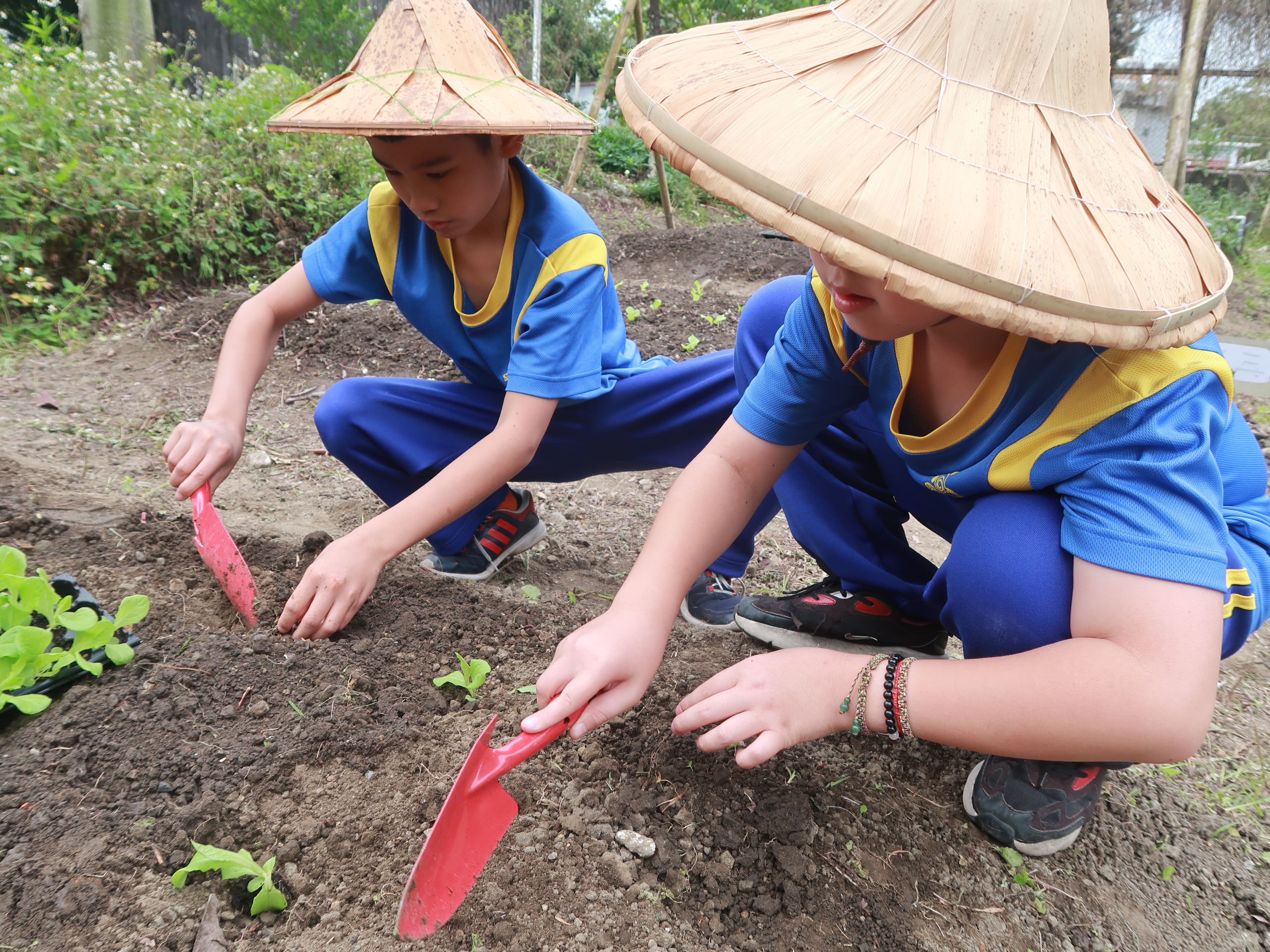 小朋友每天跟植物、泥土接觸，慢慢會學習用不一樣的方式對待土地。圖為小朋友種菜苗。