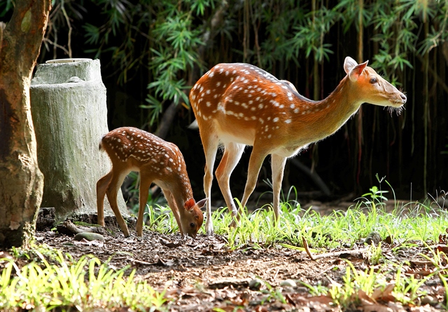 「動物保護入憲」的內涵是什麼？保護動物入憲等於跟人權一樣，賦予動物「權力」了嗎？該怎麼界定？