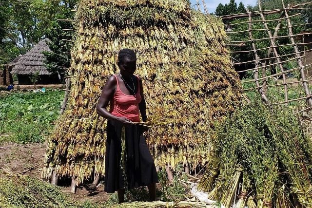GADC組織教導農民種植芝麻、棉花、辣椒等農作，採取契約收購，為約60,000名農民提供農業技術、財務管理和商業經營等方面的培訓。