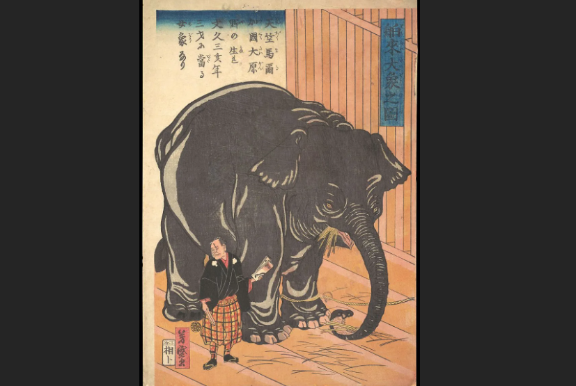 民眾對自然奇觀的好奇心，表現在各式各樣的實踐與時尚之中。這通常圍繞著幕府開始，先在藩主與其家臣中流行，然後才蔓延到平民之間。圖為19世紀日本的進口大象，由歌川芳盛繪。