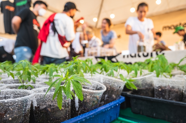 圖為泰國大麻合法化後，賣家展示他們的大麻相關產品和業務。