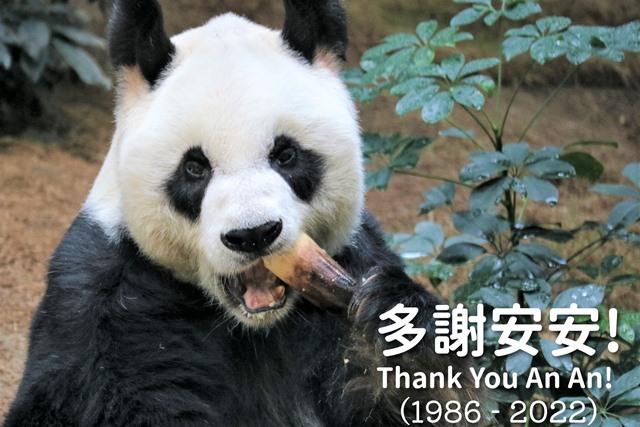 動物明星的長壽是「好命」嗎？究竟怎樣做才對，活得久還是活得好？然而，大貓熊能有選擇嗎？