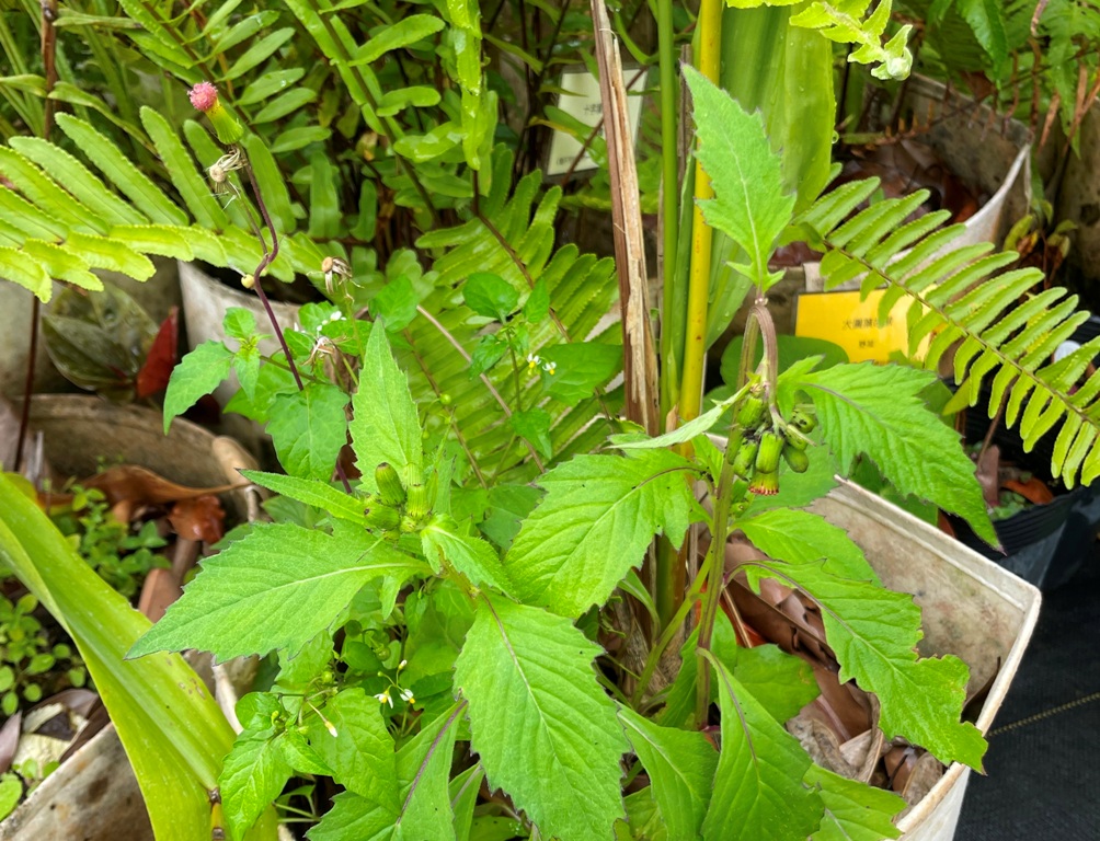 昭和草是台灣常見的野生植物，因味道像茼蒿，又常被稱為野茼蒿、山茼蒿。