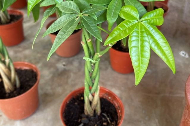 馬拉巴栗常被編成辮子一樣販售。