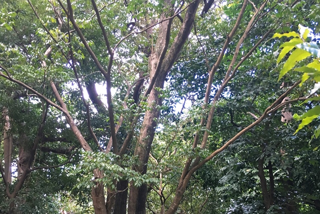 台北植物園栽培的祕魯香脂，已近百歲。