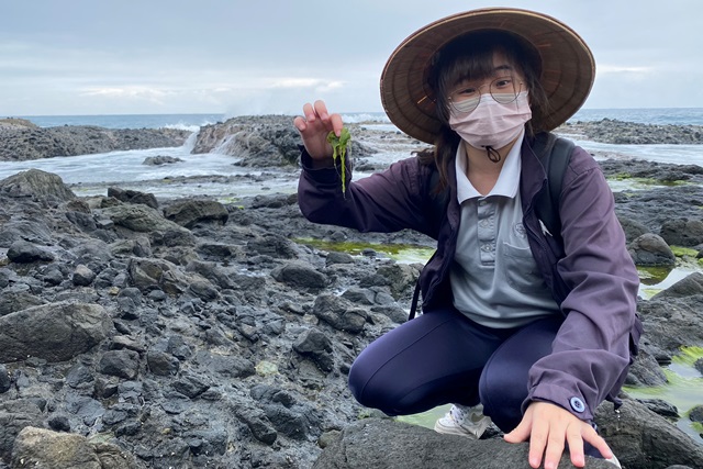 linnalin是一種海藻，營養價值極高。當它加入大學生的創意，平凡的餐桌食物竟然大幅提升了部落的經濟收益。圖為學生採集滸苔。
