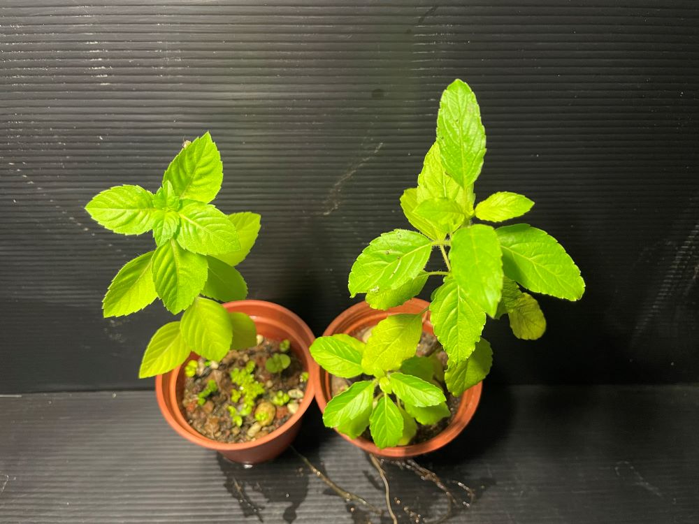 左邊是荼喜，右邊是打拋，兩者都是聖羅勒的品種，但是外觀還是有些差異。