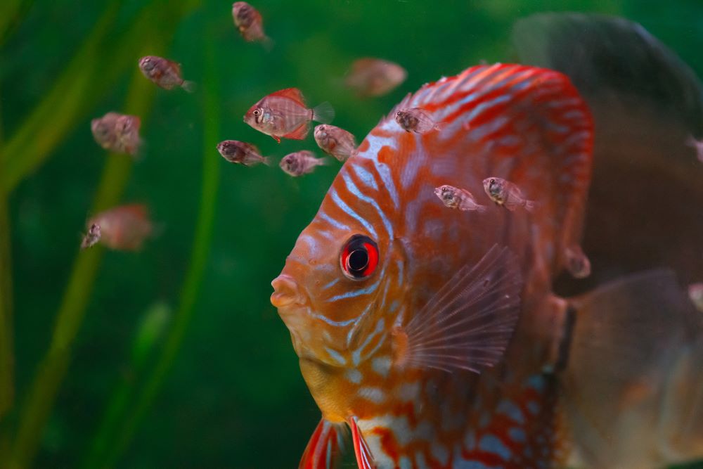 魚類看護的行為非常多樣，從保護受精卵、到幼魚出生後最脆弱的前幾週寸步不離。