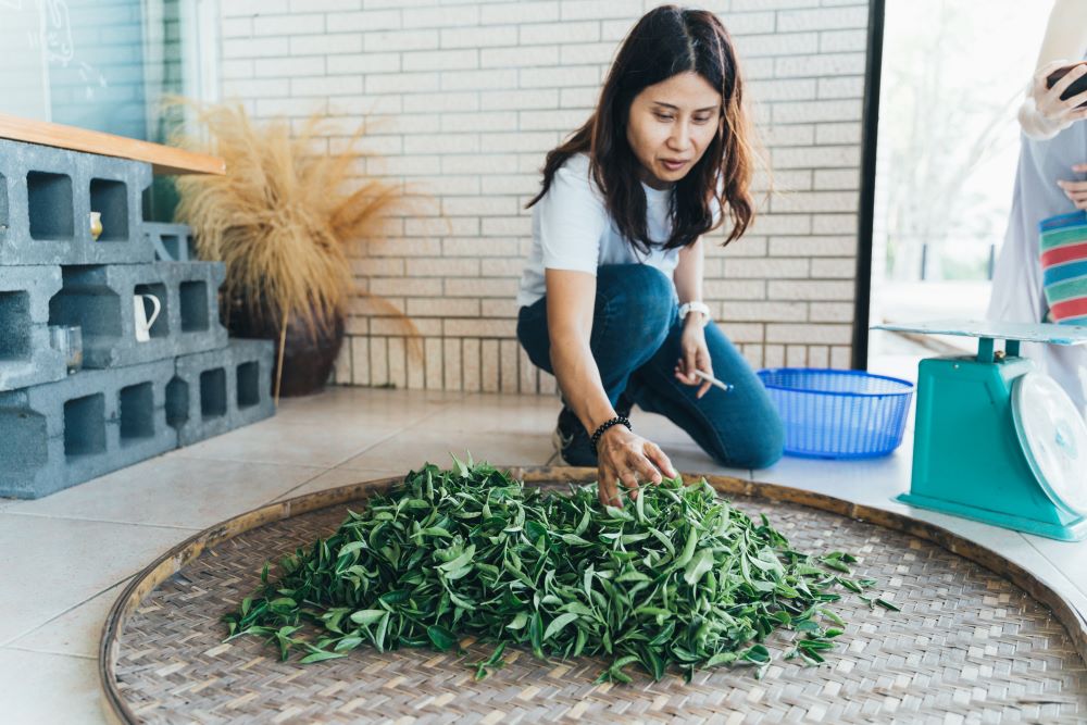 釧南雁從不會到開始種茶、製出冠軍茶。