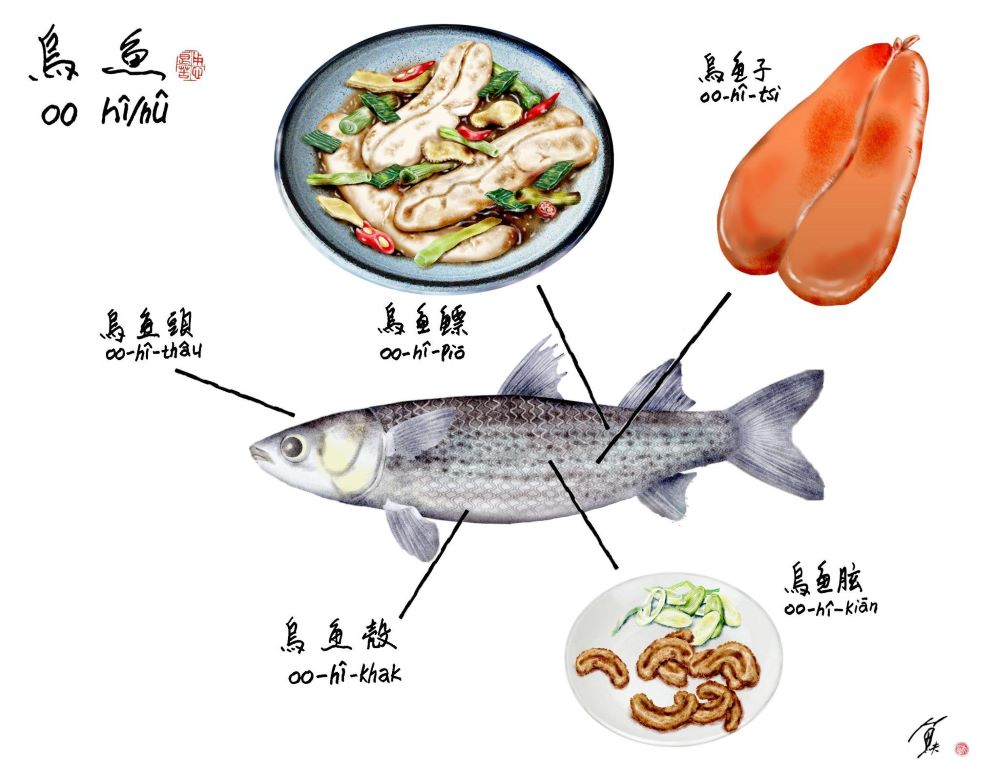 烏魚殻、烏魚頭等的料理百百種，烏魚和台灣西南沿岸的先民生活有著密切的關係，自然產生許多約定成俗的用語，這些用語都是台灣文化的珍寶，反映時代的生活。