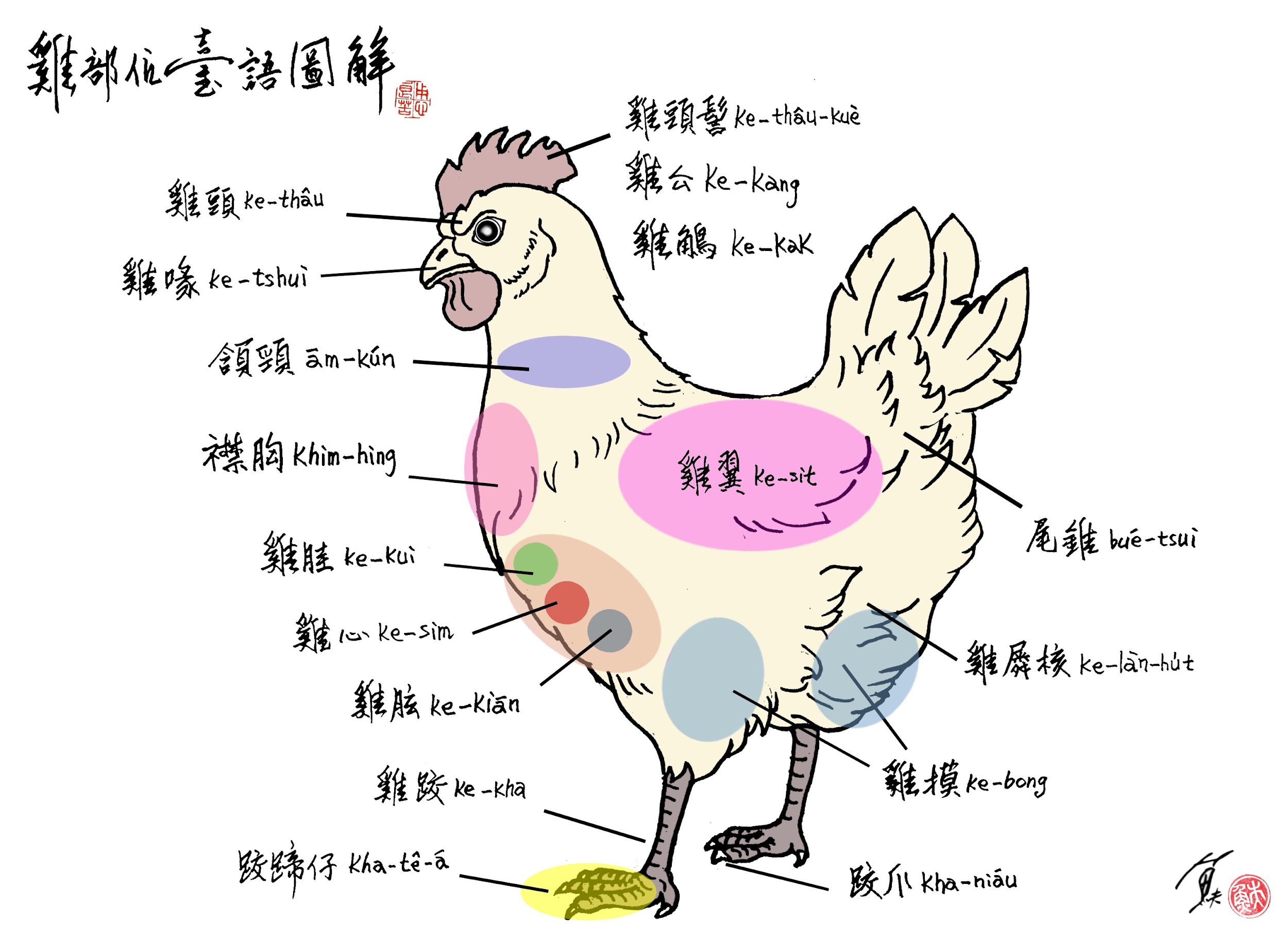 自古以來，雞是人類重要的家禽，除了諸如司晨啼叫與生蛋外，更是款待貴客的主菜之一。你常見的雞部位，台語如何稱呼？