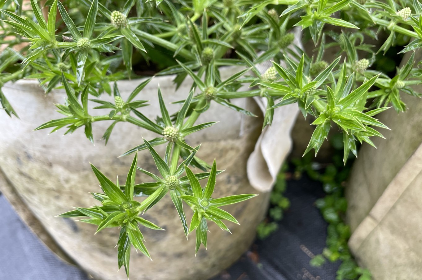 刺芫荽花序的苞片也都有銳利的刺。
