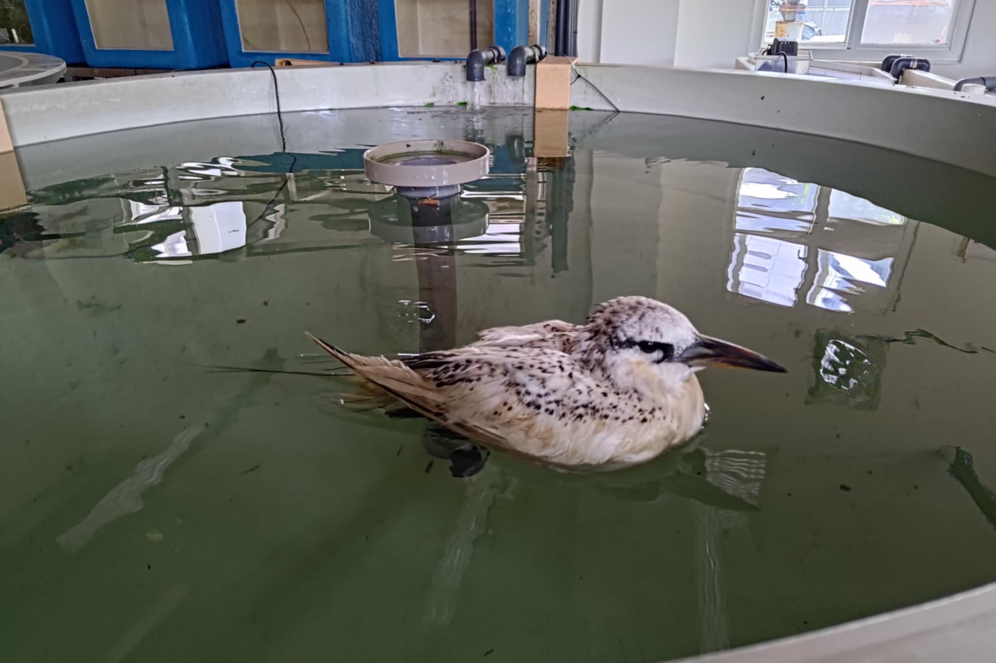 我們是否應該盡快建立國家公園的動物醫療保健和救援諮詢系統，以免許多動物犧牲性命來教育人類？