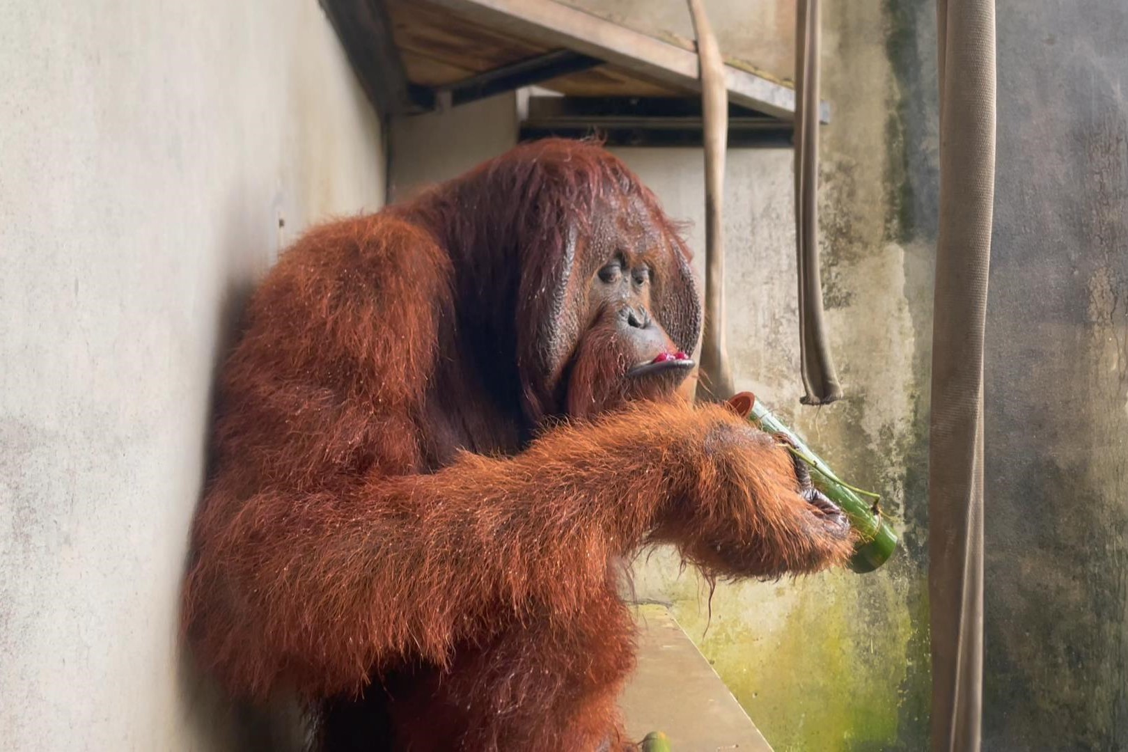屏科大是國內唯一在校園內設立保育類野生動物收容中心的大學，長期收容並照養國際指標性瀕危物種。