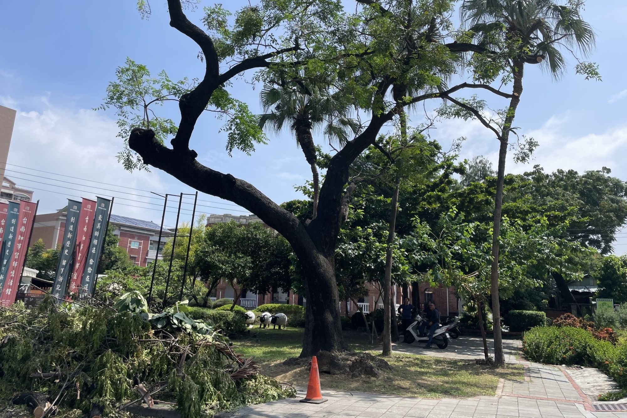 知事官邸古蹟前，被譽為最浪漫「紫雲東來」的台灣苦楝，被文化局修剪成如光禿樹。