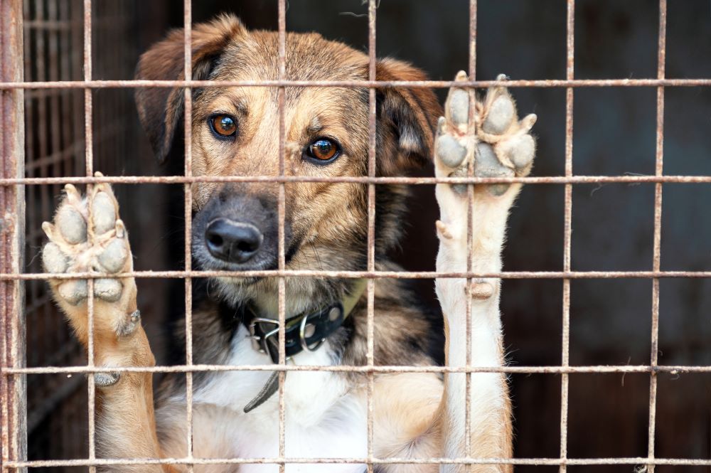 如何真正降低流浪犬隻，並平衡野保需求？