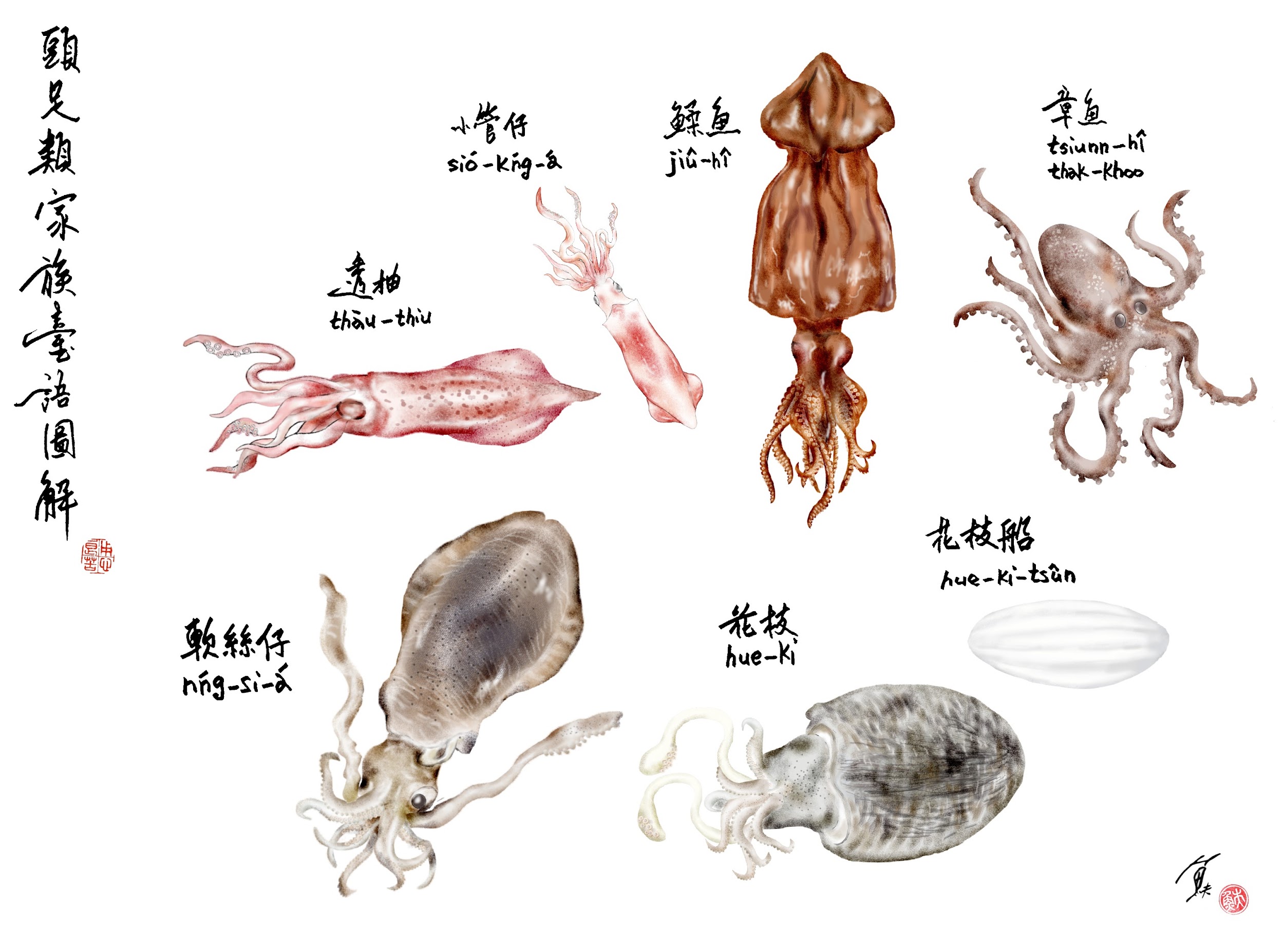 常見頭足類名稱，包括鰇魚、章魚、軟絲、花枝等，台語應該怎麼唸？