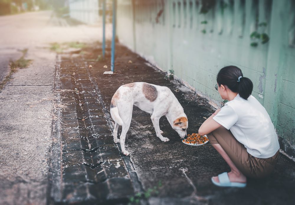 是什麼原因讓犬貓的密度可以突破天際的高，顛覆了能量金字塔？答案當然就是人類額外提供的食物資源。