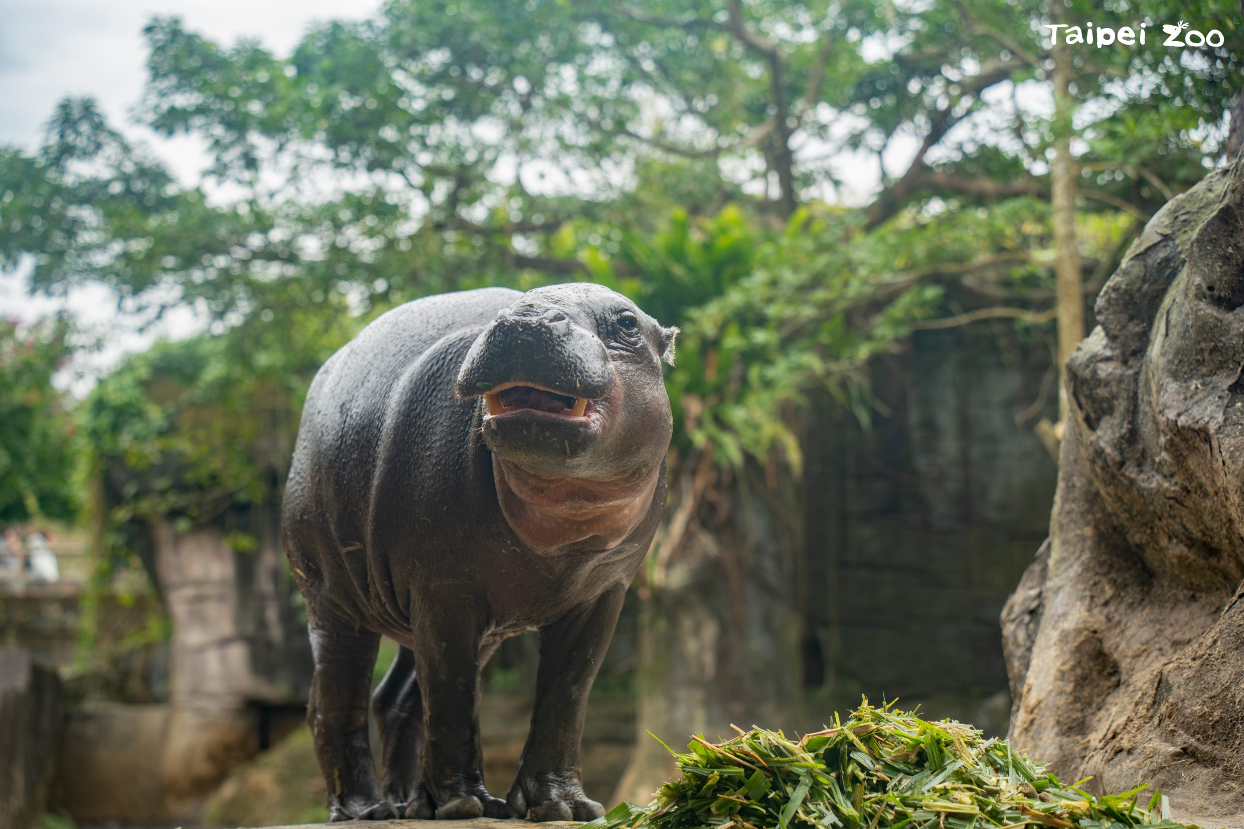動物園的「保種」只是眾多保育策略之一，卻經常以犧牲動物性命或福利作為代價，且成本昂貴、對域內保育效益不彰，更缺乏完善的第三方評估與監督機制。圖為近期死亡的侏儒河馬Thabo。