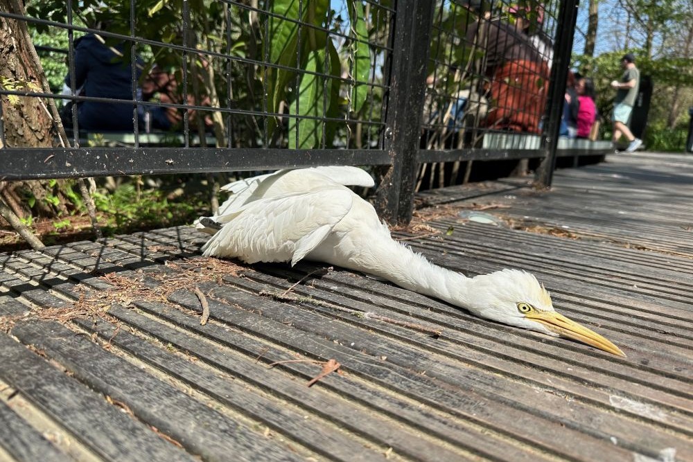 當你發現一隻受傷的野生動物，想要幫助牠時，卻發現自己連確切的位置都無法提供，你會怎麼辦？