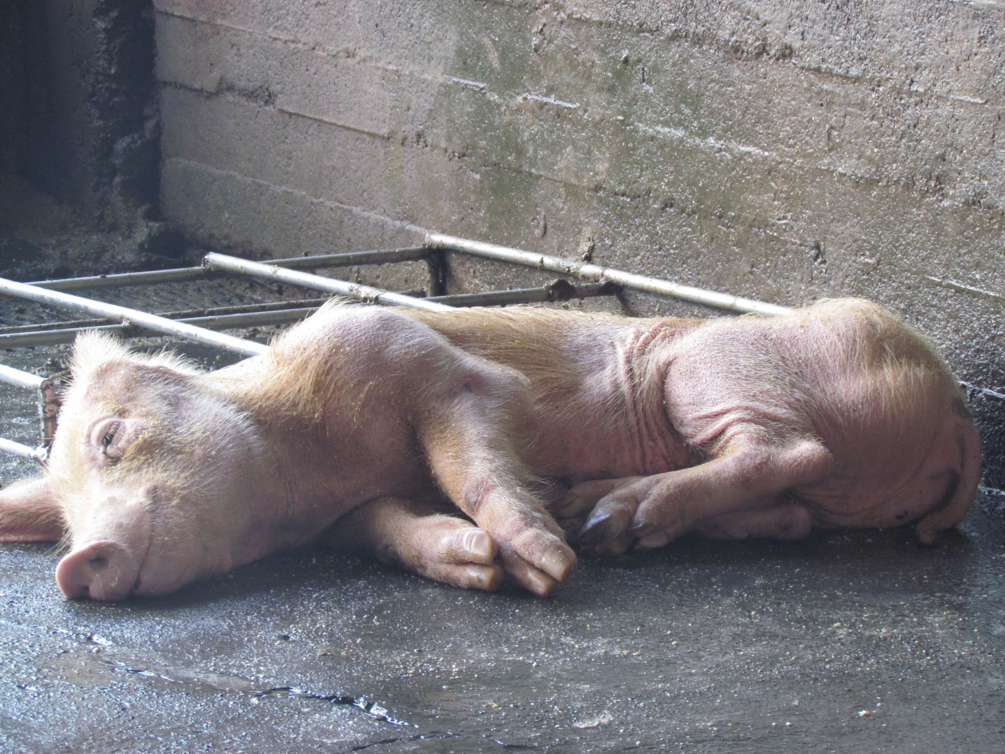 根據台灣動物社會研究會的保守估計，每年有近千萬隻在牧場裡傷病的動物，都無法獲得即時、專業的醫療處理，無法救治的，就慘遭隨意棄置，任其自生自滅、苟延殘喘，或以摔死、悶死等慘無人道的方式處理。