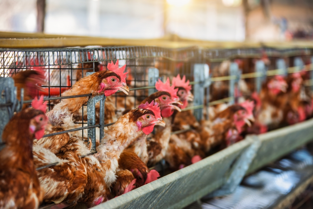 《英格蘭動物福利策略》提出的動物尊嚴、社會信任、健康一體，以及動物福利與經濟農業可以三贏等概念，都十分值得台灣借鏡。